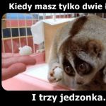 Dwie łapki i 3 jedzonka