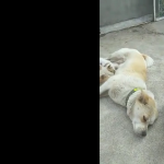 Jeszcze jedna morda do wykarmienia