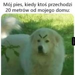 Zezłoszczony piesek