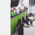 Jaśnie pan łaskawca :D