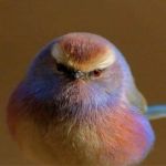 Bajeczna kulka pierza