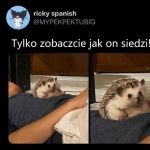 Jeżyk