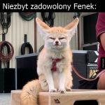 Niezbyt zadowolony Fenek