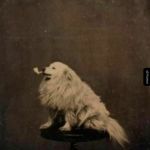 Piesek z fajką pozuje do zdjęcia w 1875 roku