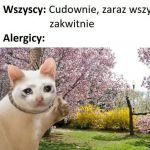 Wiosna i alergicy