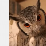 Tryb bojowy aktywowany