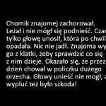 Chory chomik