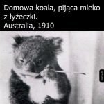 Domowa koala