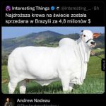 Najdroższa krowa na świecie