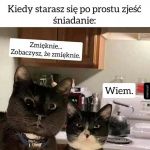 Życie z kotami