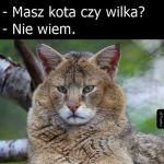 Rasa nieznana   xd