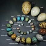 Pisanki pomalowane przez naturę