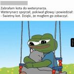 Oględziny kota