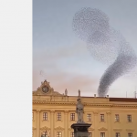 Spektakularny taniec ptaków