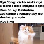 Kot