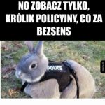 Królik policyjny