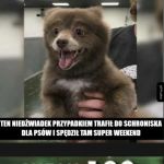 Wygląda jak pies