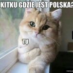 Zobaczmy ile patriotów jest na kwejku