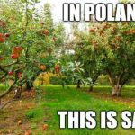 Zagraniczniaki nie zrozumieją