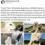 Dobry piesek