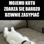 Kot