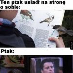 Ptak pod wrażeniem
