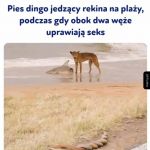 Zwyczajny dzień w Australii.