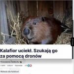 Wolność dla Kalafiora