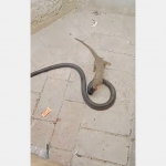 Prędkość mangusta