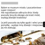 Honorowo