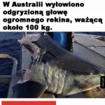 Pamiętam odcinek jak położył się spać w wielbłądzie