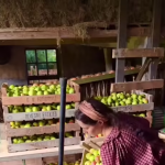 Proces produkcji cydru jabłkowego