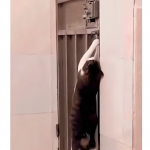 Drugi kot nie mógł uwierzyć własnym oczom.