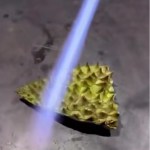 Skórka duriana: ognioodporna tarcza natury