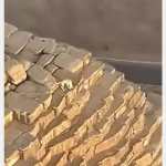 Pies śpiący na szczycie piramidy w Gizie