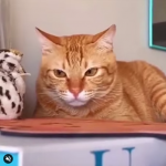 Tłusta i chrupiąca jednocześnie