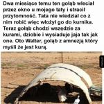 Chłop myśli, że jest kurą