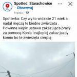 Krowa, kaczka, droga na ostrołękę