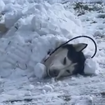 Wydaje się zadowolony