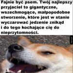 Perfekcyjne życie pieseła