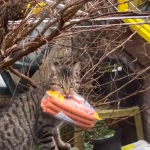 Drapieżnik wraca ze zdobyczą