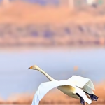 Łabędzie mają jedną z najfajniejszych technik lądowania w wodzie.