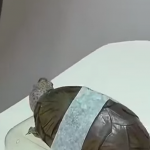 Jak wykonać tomografię komputerową zwierzakom