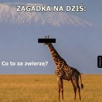 Nie zgadniesz na bank