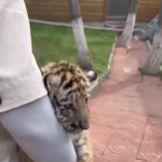 Uratowany mały tygrys