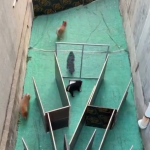 Zagadka dla piesk&oacute;w