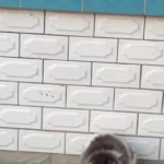 Przynajmniej jednemu ciepło w łapki