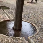 Drzewa pomarańczowe w Hiszpani