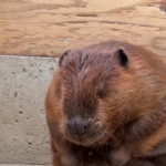 Po prostu fajny bober