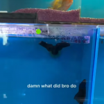 Ewidentnie się nie polubiły